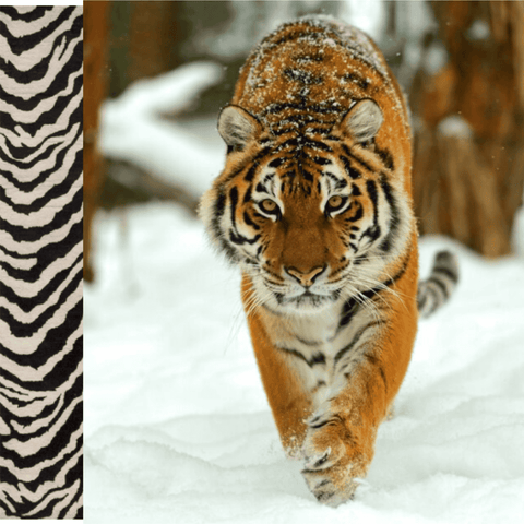 The Beast - Adjustable 3lb Weighted Jump Rope Jump Rope Elite Jumps